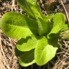 Jericho Romaine Lettuce Seeds, Jericho Cos Lettuce - Image 5