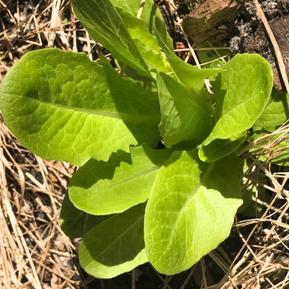 Jericho Romaine Cos Lettuce Seeds / Lactuca sativa 'Jericho' - Image 5