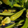 Cocozelle Zucchini Seeds, Cucurbita Pepo 'Cocozelle' Heirloom Vegetable - Image 5