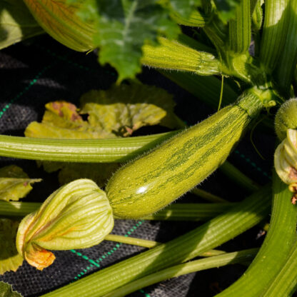 Cocozelle Zucchini Seeds, Cucurbita Pepo 'Cocozelle' - Image 5