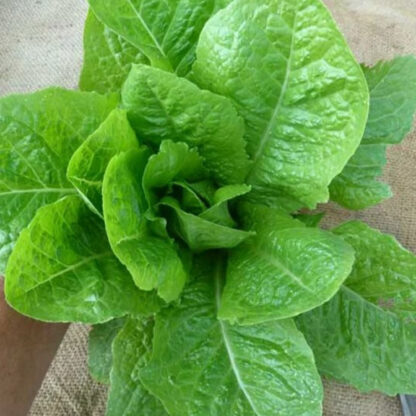 Jericho Romaine Cos Lettuce Seeds / Lactuca sativa 'Jericho' - Image 6