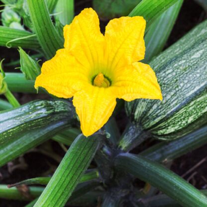 Cocozelle Zucchini Seeds, Cucurbita Pepo 'Cocozelle' - Image 7