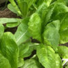 Jericho Romaine Lettuce Seeds, Jericho Cos Lettuce - Image 3