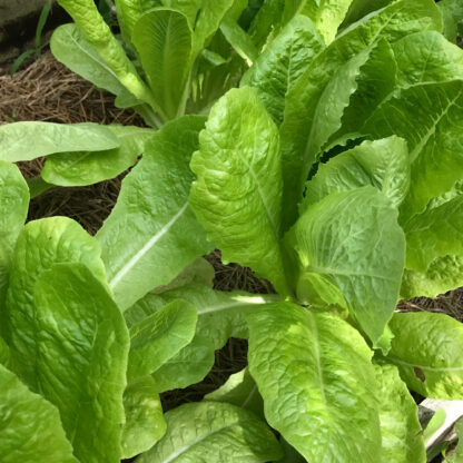 Jericho Romaine Cos Lettuce Seeds / Lactuca sativa 'Jericho' - Image 3