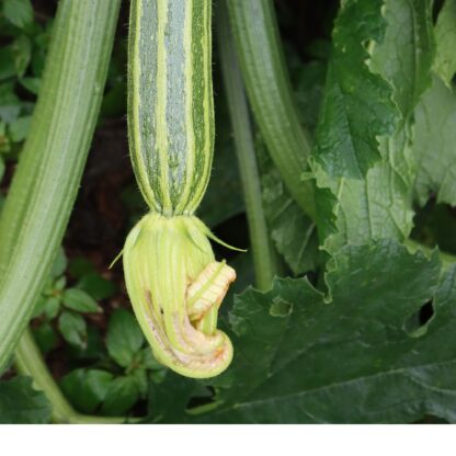 Cocozelle Zucchini Seeds, Cucurbita Pepo 'Cocozelle' - Image 8