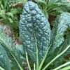 Black Magic Tuscano Kale, Heirloom Garden Vegetable Seeds - Image 6