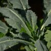 Black Magic Tuscano Kale, Heirloom Garden Vegetable Seeds - Image 5