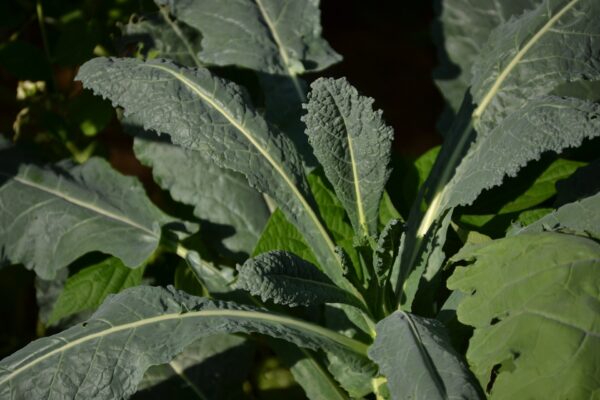 Black Magic Tuscano Kale, Heirloom Garden Vegetable Seeds - Image 5