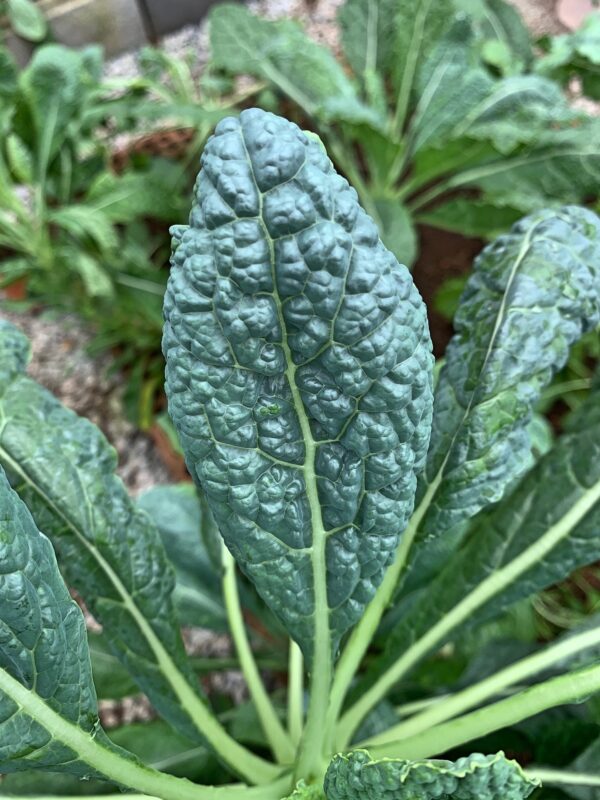 Black Magic Tuscano Kale, Heirloom Garden Vegetable Seeds - Image 6