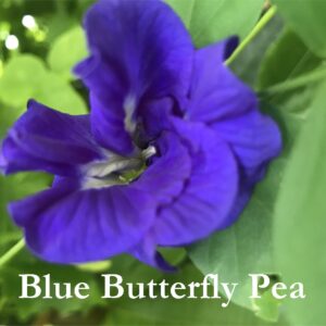 Blue butterfly pea vine, Clitoria ternatea