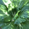 Tall White Stem Bok Choy Seeds, Pak Choy - Image 3