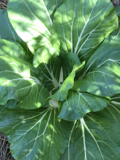 Tall White Stem Bok Choy Seeds, Pak Choy / Brassica rapa subsp. chinensis - Image 3