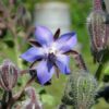 Borage Seeds, Borago officinalis - Image 8