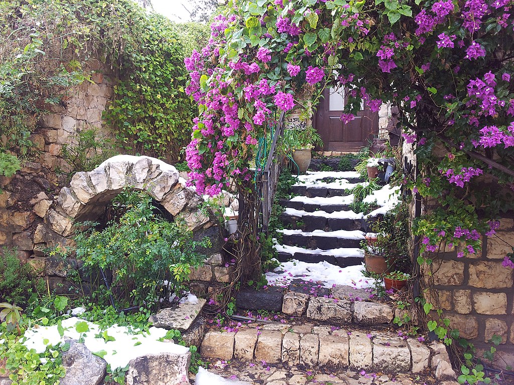 Bougainvillea overhanging snowy steps