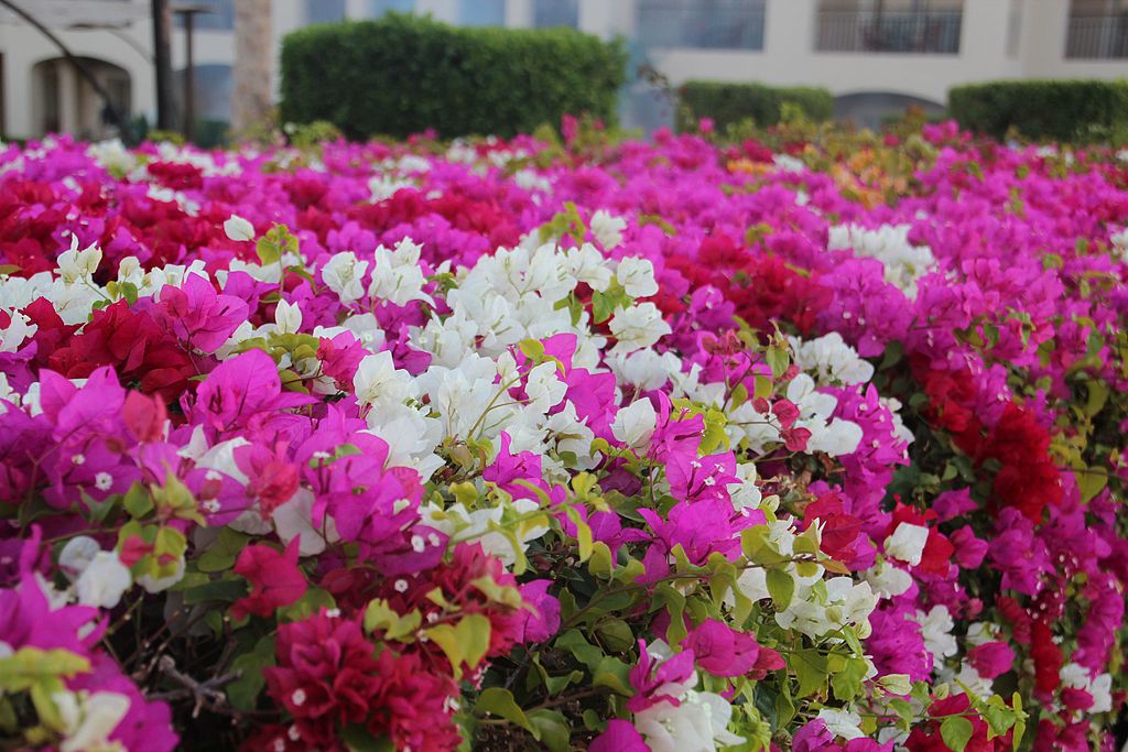 Bougainvillea are some of the easiest flowering bushes for Florida