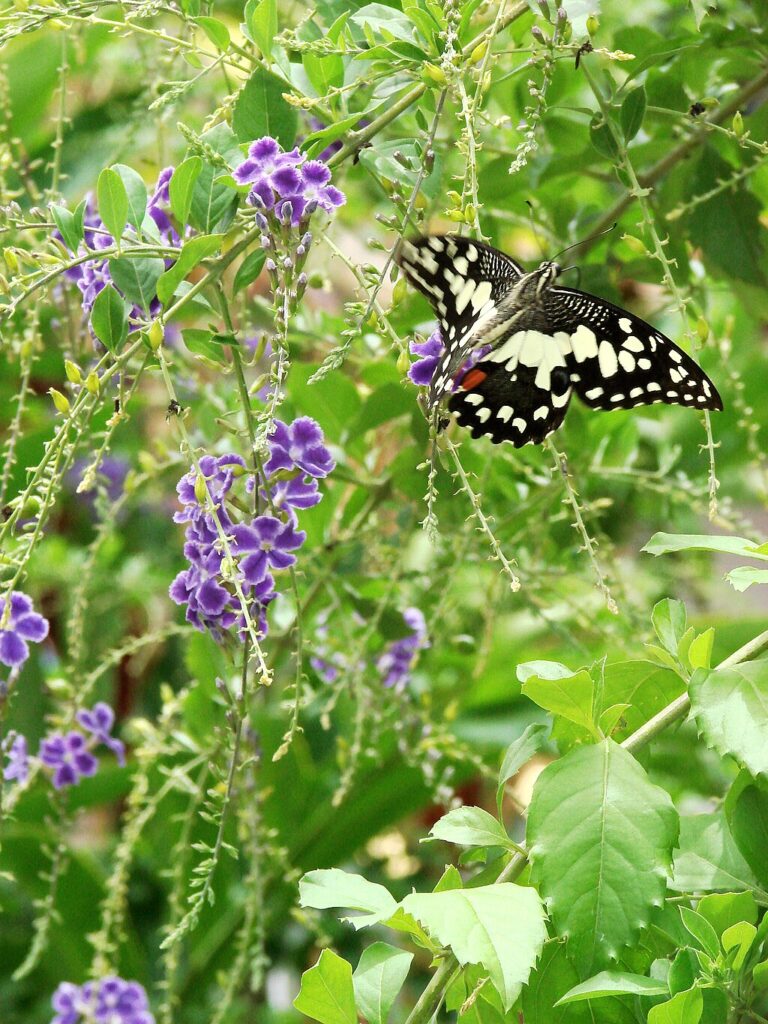 Duranta erecta wildlife butterfly
