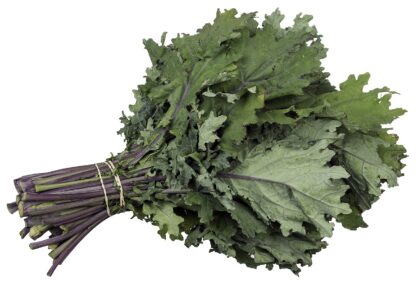 Red Russian Kale Seeds / Brassica napus var. pabularia - Image 7