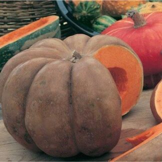 Calabaza squash