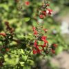 4 Scarlet Sage Plants, Tropical Sage, Salvia coccinea, Free Shipping, - Image 4
