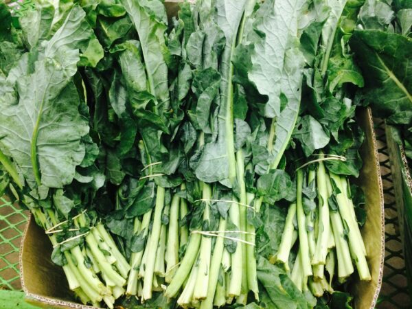 Georgia Southern Collards Seeds, Free Shipping, Brassica oleracea var. viridis, Heat Tolerant Southern Garden Staple - Image 3