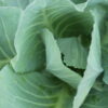 Georgia Southern Collards Seeds, Free Shipping, Brassica oleracea var. viridis, Heat Tolerant Southern Garden Staple - Image 8