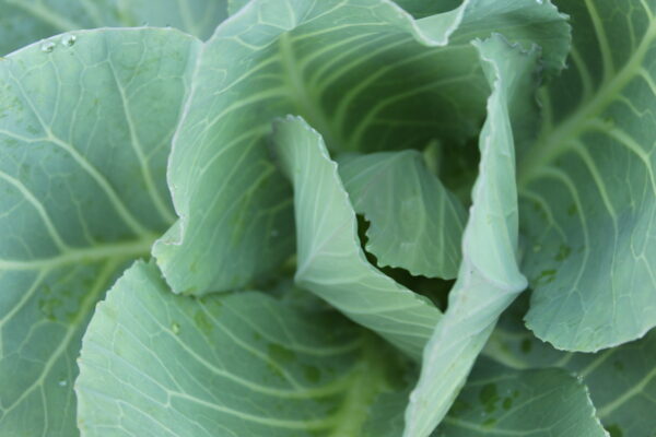 Georgia Southern Collards Seeds, Free Shipping, Brassica oleracea var. viridis, Heat Tolerant Southern Garden Staple - Image 8