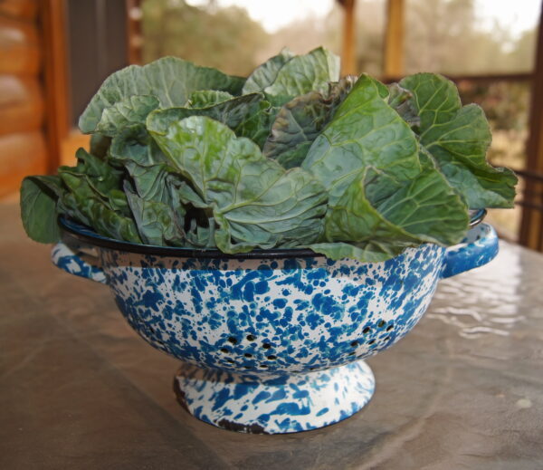 Georgia Southern Collards Seeds, Free Shipping, Brassica oleracea var. viridis, Heat Tolerant Southern Garden Staple - Image 5