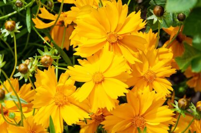 Lanceleaf Coreopsis Seeds, Coreopsis lanceolata - Image 6
