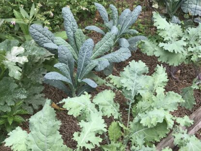 Lacinato Kale Seeds, Dinosaur Kale Seeds, Tuscan Kale / Brassica oleracea var. palmifolia - Image 5