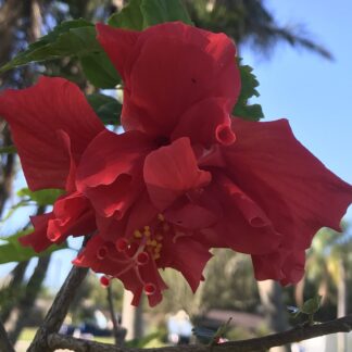 Red Tropical Hibiscus