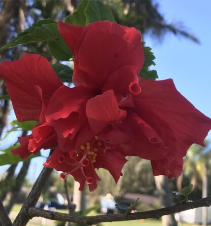 Red Tropical Hibiscus