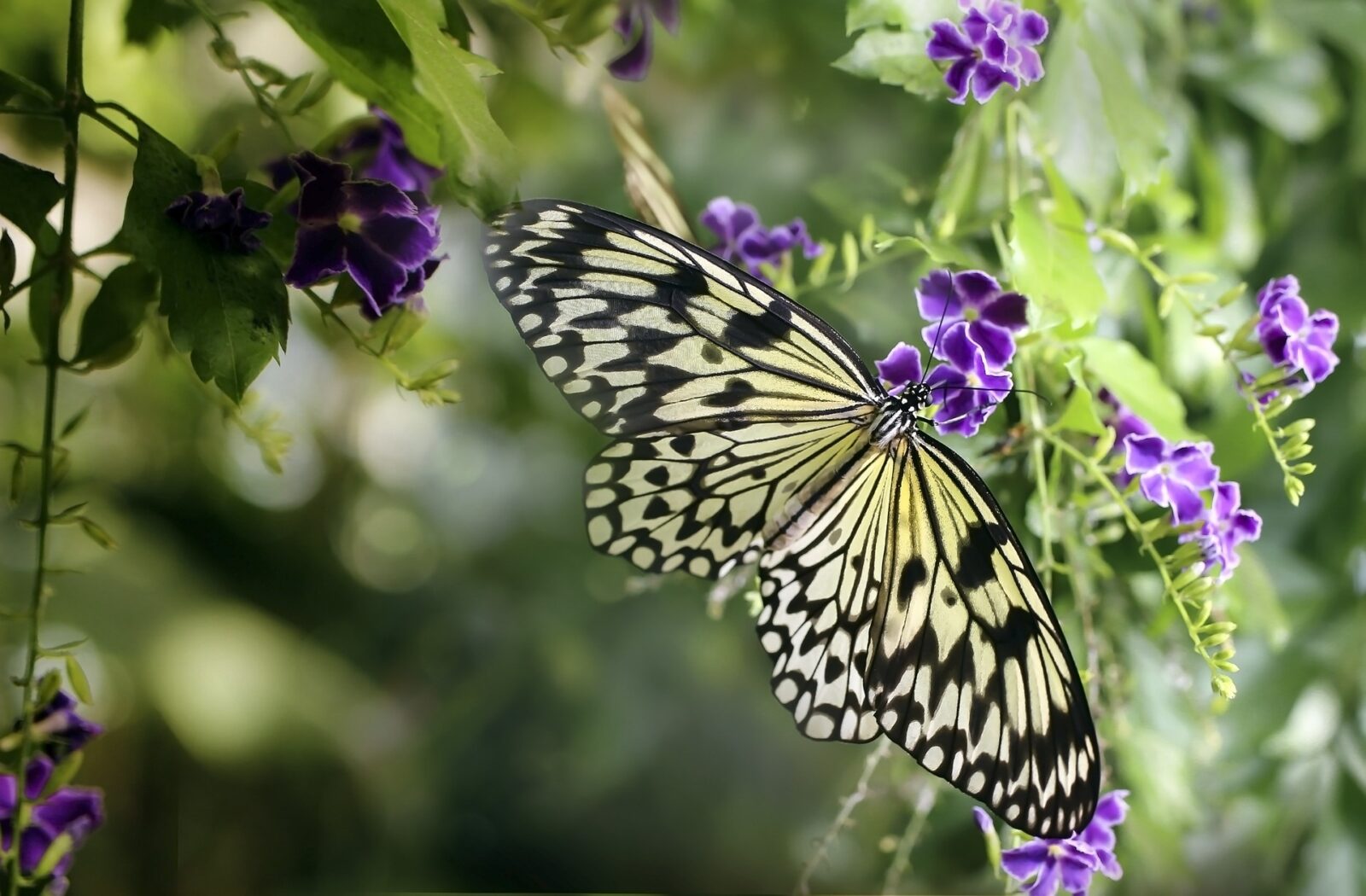 Duranta erecta with butterfly