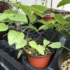 4 Scarlet Sage Plants, Tropical Sage, Salvia coccinea, Free Shipping, - Image 5