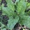 Perpetual Spinach Chard Seeds, Heat Tolerant Leafy Salad Greens - Image 5