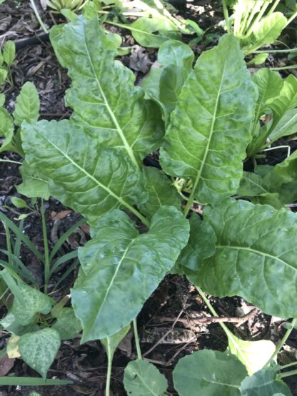 Perpetual Spinach Chard Seeds / Beta vulgaris var. cicla - Image 5