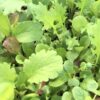 Mesclun Gourmet Mix Lettuce Seeds, Cut-and-Come-Again Mix - Image 5