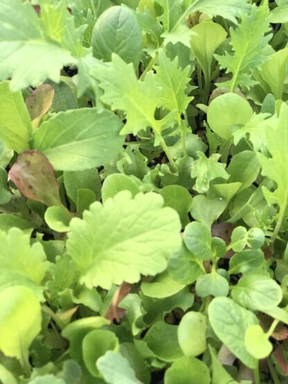 Mesclun Gourmet Mix Lettuce Seeds, Cut-and-Come-Again Mix - Image 5