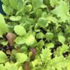 Mesclun Gourmet Mix Lettuce Seeds, Cut-and-Come-Again Mix - Image 6