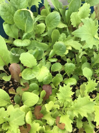 Mesclun Gourmet Mix Lettuce Seeds, Cut-and-Come-Again Mix - Image 6