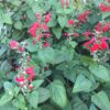 4 Scarlet Sage Plants, Tropical Sage, Salvia coccinea, Free Shipping, - Image 2