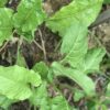 Perpetual Spinach Chard Seeds, Heat Tolerant Leafy Salad Greens - Image 6