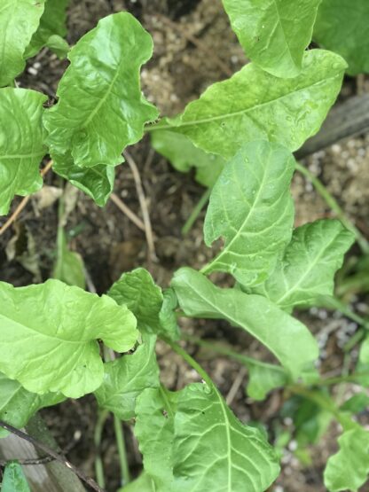 Perpetual Spinach Chard Seeds / Beta vulgaris var. cicla - Image 6