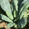 Black Magic Tuscano Kale, Heirloom Garden Vegetable Seeds - Image 8