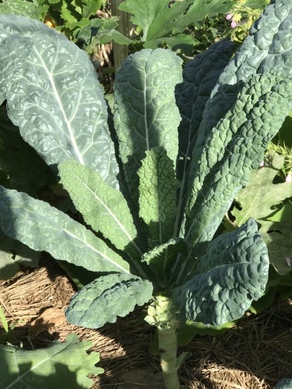 Black Magic Tuscano Kale, Heirloom Garden Vegetable Seeds - Image 8