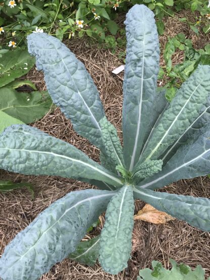 Lacinato Kale Seeds, Dinosaur Kale Seeds, Tuscan Kale / Brassica oleracea var. palmifolia - Image 8