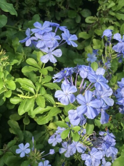 Imperial Blue Cape Plumbago