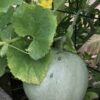 Tam Dew Honeydew Melon Seeds - Image 4