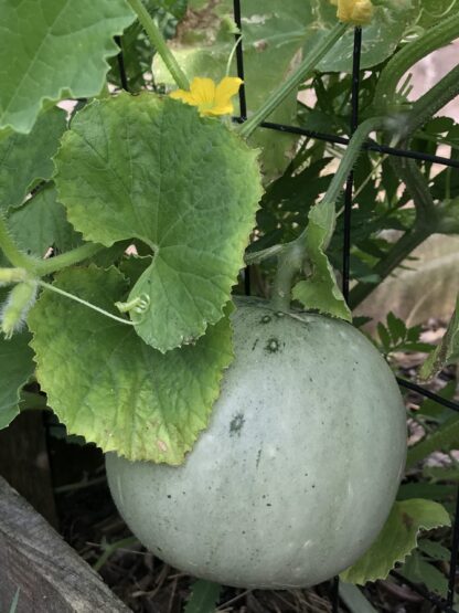 Tam Dew Honeydew Melon Seeds - Image 4