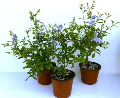 Cape Plumbago, Imperial Blue, Sky Flower, Free Shipping - Image 3