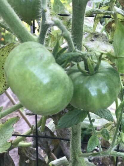 Marglobe Heirloom Tomato Seeds / Solanum lycopersicum 'Marglobe' - Image 7